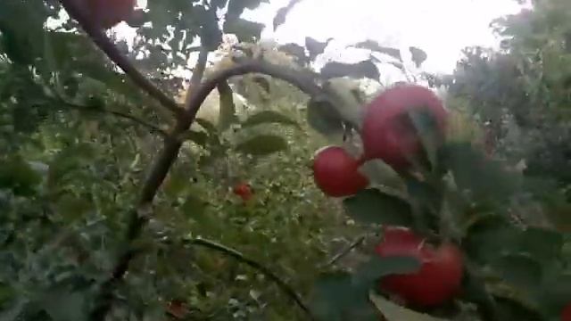 Яблоня зимняя сорт Рубиновое Дуки смотреть онлайн