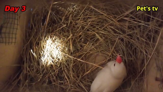 Java breeding progress | making nest | day 3 | Pets tv смотреть онлайн