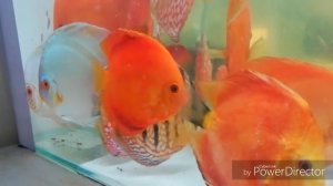 Дискусы. Обработка рыбы Хлорамином Т.