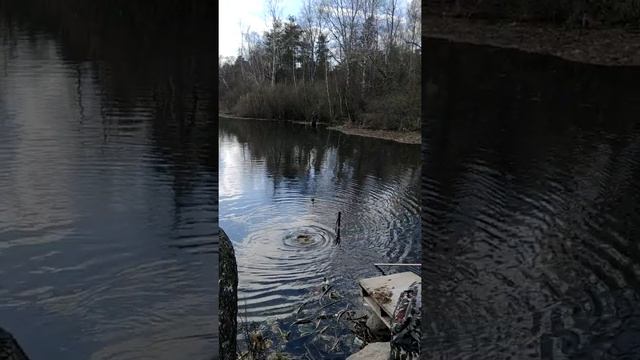 Шарташ. Ловля карпа. смотреть онлайн