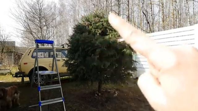 Как сформировать ель / основы обрезки / шарик из елки / фигурная обрезка / COUNTRY VLOG смотреть онлайн