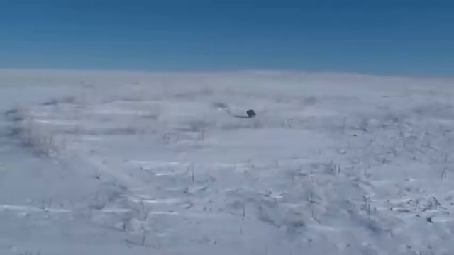 Pallas Cat смотреть онлайн