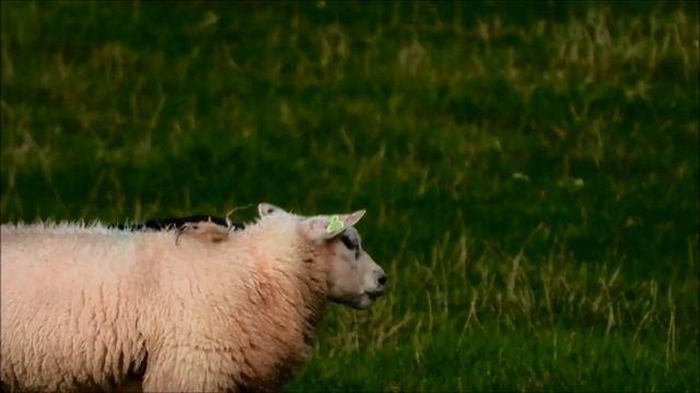 Symbiosis: Jackdaws and Sheep / Kauwen en schapen (Coloeus Monedula) смотреть онлайн