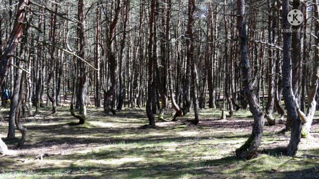 Национальный парк "Куршская коса".Калининградская область смотреть онлайн