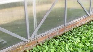 Редис уход и выращивание в теплице.