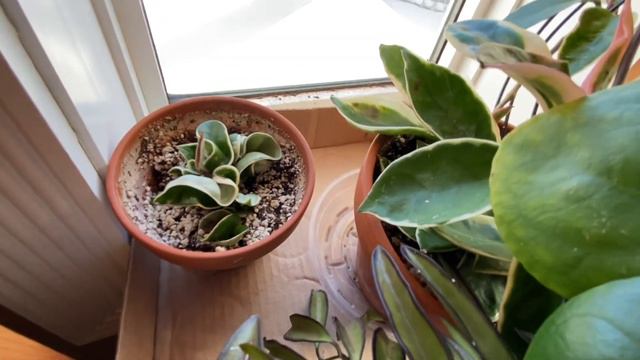 Houseplants Update end of Winter | Plant Tour | Part 1 смотреть онлайн