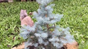 ЕЛЬ ХУПСИ. ФОРМИРОВКА. Глаука Глобоза.