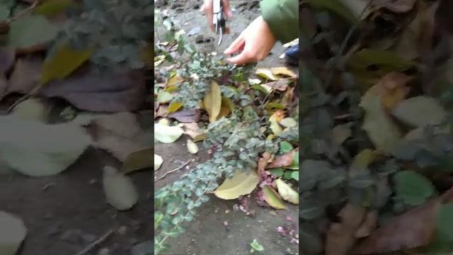 Бересклет Форчуна - малоуходный и вечнозеленый. Стрижка, размножение, уход. смотреть онлайн