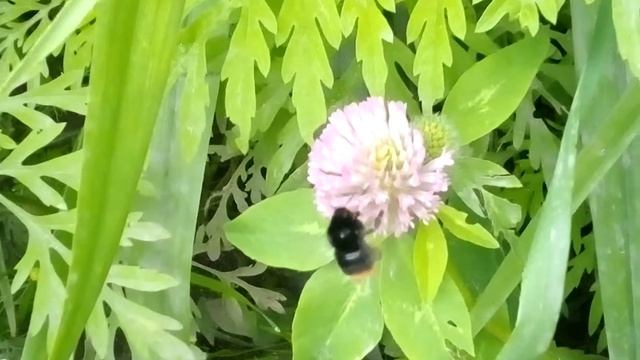 Шмель и цветок клевера - Clover смотреть онлайн