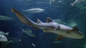 Развивающее видео: Морские обитатели «АКУЛА» для детей