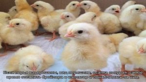 Чем лечить в домашних условиях бройлеров, если они чихают и хрипят