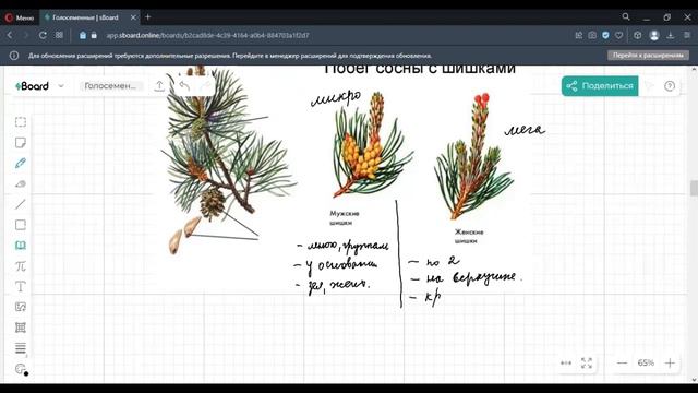 Отдел Голосеменные смотреть онлайн