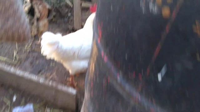 Новые жильцы курица квакуха Медея и ее дети и другие цыплята смотреть онлайн