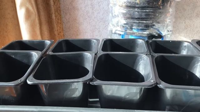 Обзор контейнера для рассады. Рассада помидор перед высадкой.