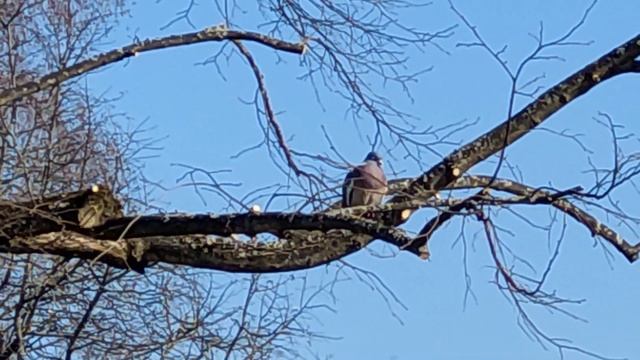 Вяхирь - Дикий Лесной Голубь ( лат. Columba polumbus) // Wood Pigeon wild Pigeon. смотреть онлайн