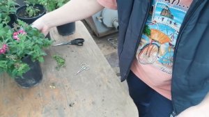 Увядание побегов вегетативной вербены в осенне-зимнее время. Есть ли смысл спасать больное растение