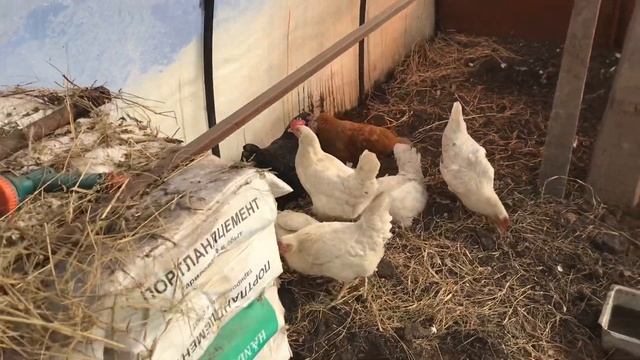 Куры зимой в теплице. Чтобы куры неслись зимой.