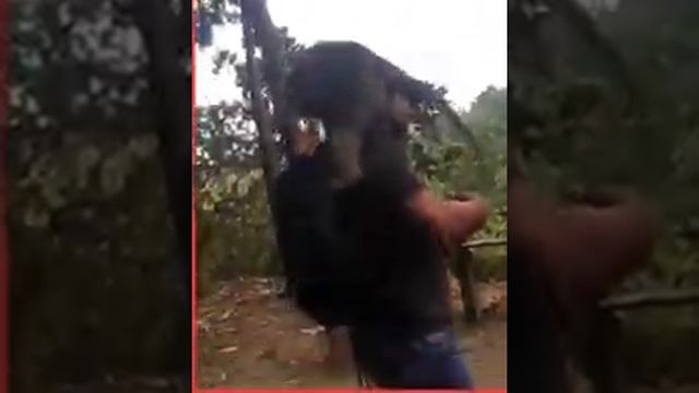 Must see ! HUNGRY MONKEYS ! SUPER FUNNY VIDEO смотреть онлайн