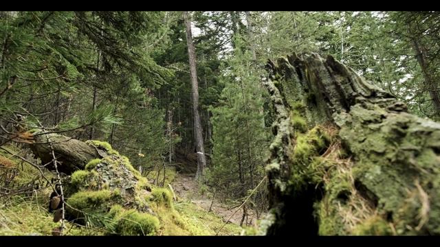 " FOREST ESCAPE " FUJIFILM XT4 - SAMYANG AF 12 MM - FUJI 18-55 MM смотреть онлайн