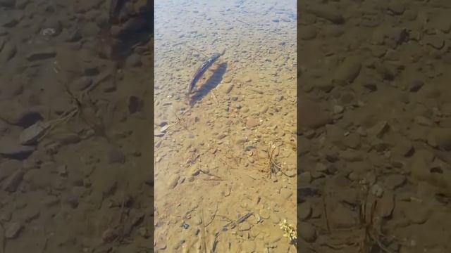 Рыбалка на горной реке Инзер Архангельского района Республики Башкортостан