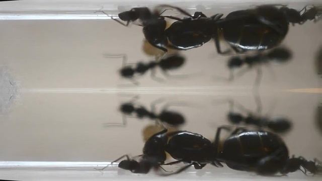 Camponotus vagus (чёрный муравей древоточец) и доктор Ливси. смотреть онлайн