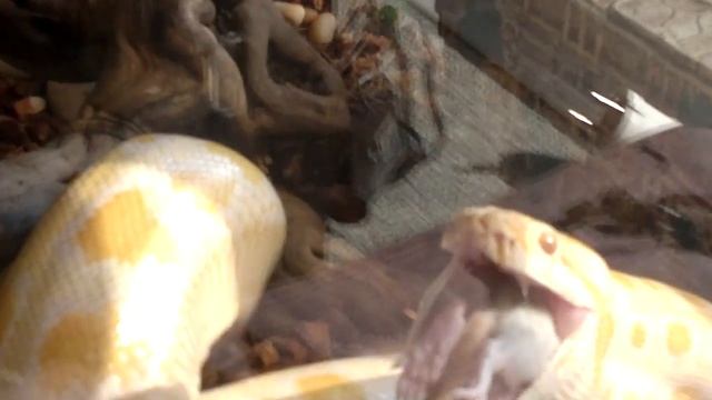 Питон питается