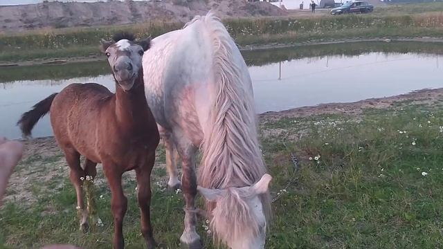 Лошадь кормит жеребёнка смотреть онлайн