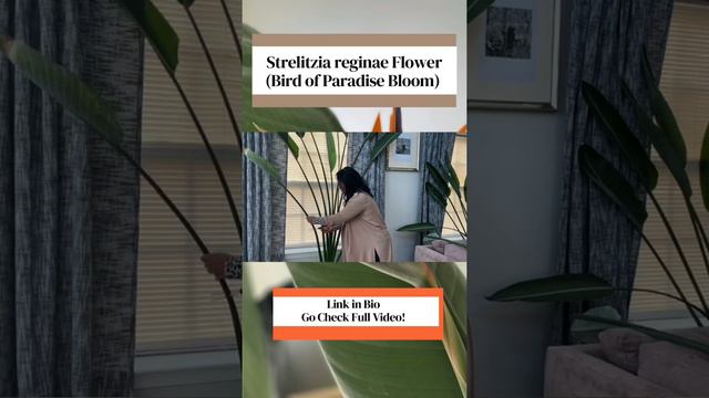 Trailer for Strelitzia reginae Bloom (Bird of Paradise Flower) / Full Video at Yali’s Community смотреть онлайн