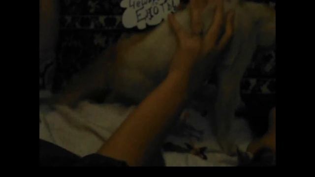 Чеширские Еноты: Обнимаем кота ^^ смотреть онлайн