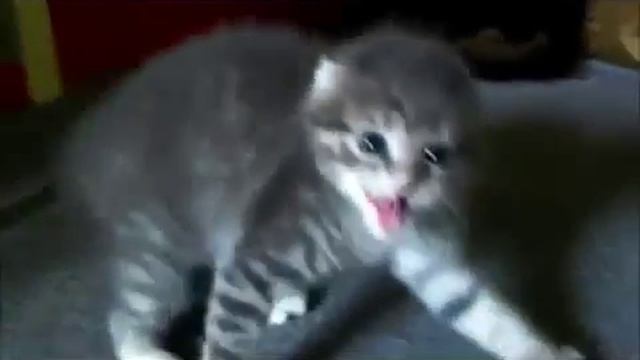 Кошки - это кошки! смотреть онлайн