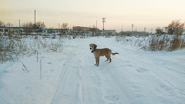Зимняя прогулка. Арина встречает Роя. смотреть онлайн