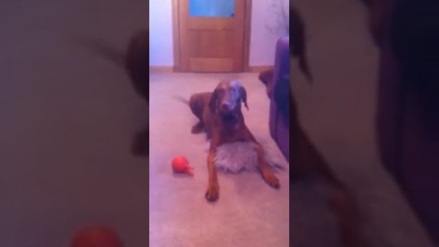 Ruby Tuesday shows some sass смотреть онлайн