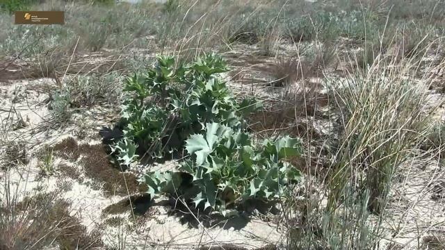 Тайны природы самой западной точки России смотреть онлайн