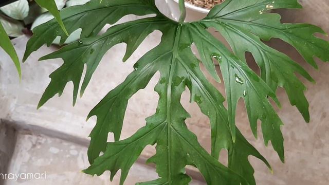 #PLANT PHILODENDRON WARSCEWICZI смотреть онлайн