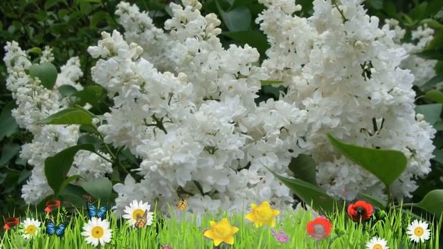 Сирень обыкновенная Жанна Д'Арк ? Обзор: посадка и уход. крупномеры сирени: описание и особенности смотреть онлайн