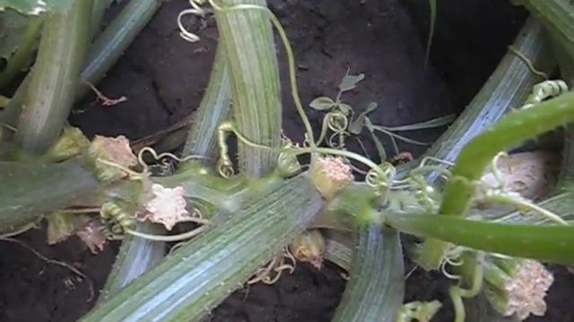 Кабачковое дерево смотреть онлайн
