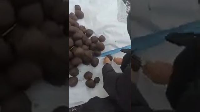 Свёкла сорт Боро смотреть онлайн