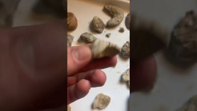 Finding and cleaning agates, chalcedony, geodes, and fossils!! смотреть онлайн