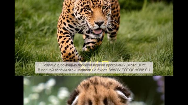 Самые милые и красивые животные в мире !!! смотреть онлайн