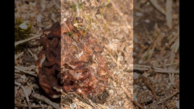 Korvasieni | Gyromitra esculenta @Finland смотреть онлайн