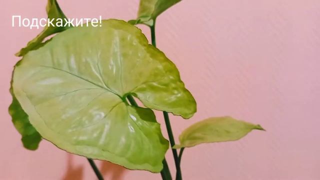 ОНИ НАМ ДАРЯТ НАСТРОЕНИЕ..... И ПРОБУЖДАЮТ ВДОХНОВЕНИЕ смотреть онлайн