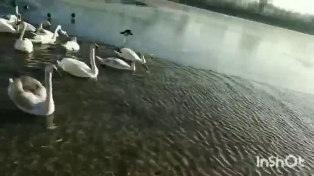 Богатырь и магические коты. смотреть онлайн