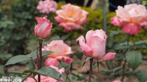 Лечебная Музыка для Снятия Стресса! Лучшие композиции Сергея Грищук! Успокаивающая музыка для нерво