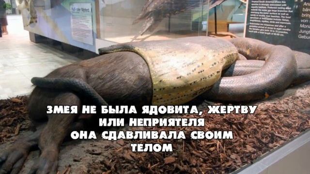Самая крупная из когда-либо существовавших на Земле змей смотреть онлайн