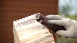 Делаю столешницу из спила 40-летнего дерева. Диаметр 1,2м