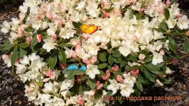 Рододендрон якушиманский Голден Точ ? обзор: как сажать, саженцы рододендроны Голден Точ смотреть онлайн