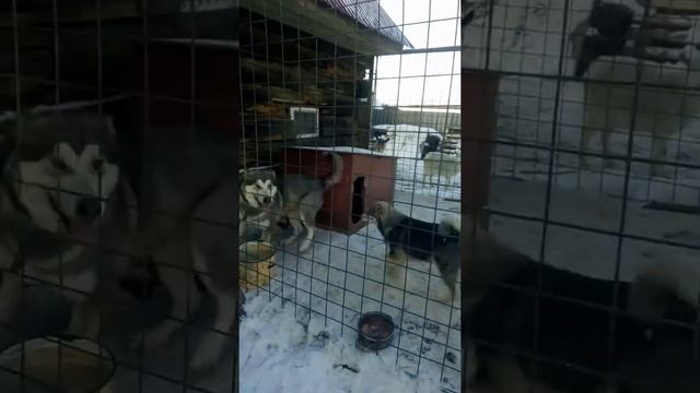 Маламутка уфа