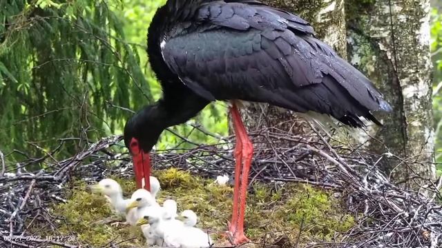 Must-toonekurg2 | Jan feeding 6 baby stork | May 27, 2022 смотреть онлайн