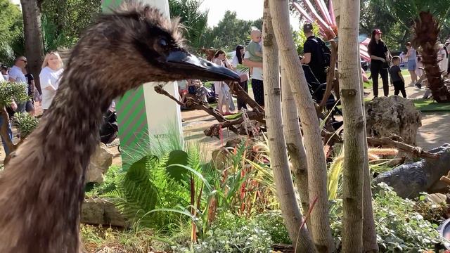 Маленкий страус смотреть онлайн
