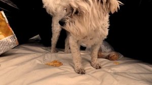 КЕВА И БИЛ НАШЛИ МАШИНУ ВРЕМЕНИ И ПОПАЛИ В ПРОШЛОЕ